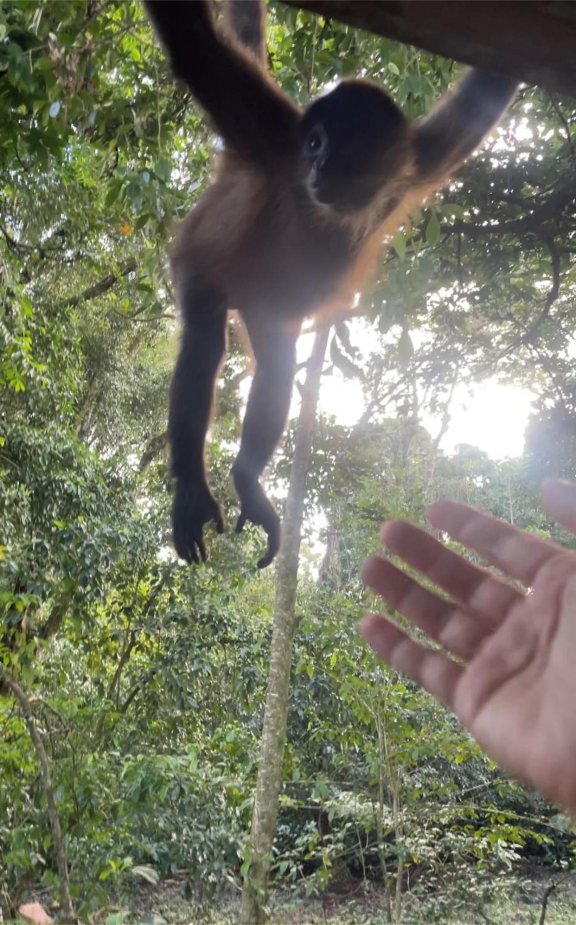 Willa Casa Jaguar Tortuguero Zewnętrze zdjęcie